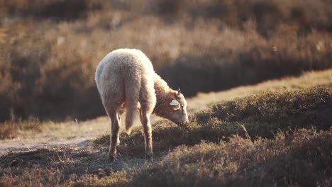 Young-sheep-grazing-in-sunny-field,-slow-motion-shot