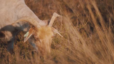 Goat-grazing-on-golden-grass-in-field,-slow-motion-medium-shot