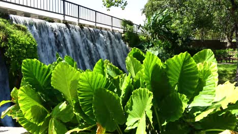 Elefantenohren-Vor-Einem-Wasserfall-Im-Mills-Pond-Park-In-San-Saba,-Texas