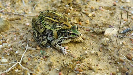Closeup-video-of-two-Rio-Grande-Leopard-Frogs-grasping-together