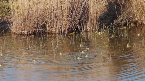 Group-of-frogs-in-shallow-water-of-lake-creating-ripples-on-surface,-slow-motion