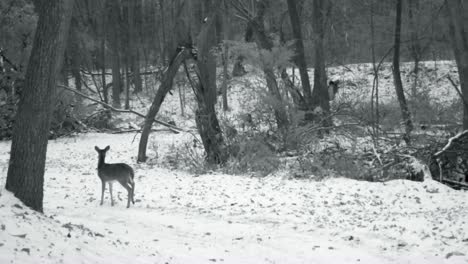 Whitetail-doe-walking-on-a-snow-covered-game-trail-in-the-woods