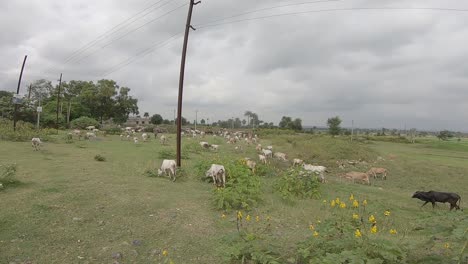 Cows-grazing-in-the-fields-near-Giridih-in-Jharkhand,-India-on-27-September,-2020