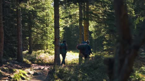 Slow-motion-shot-of-the-girls-with-large-backpacks,-hiking-through-spruce-forest-on-a-sunny-day