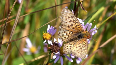 Una-Mariposa-Fritillaria-Mormona-Recolecta-Néctar-En-Una-Flor-En-El-Parque-Nacional-De-Yellowstone