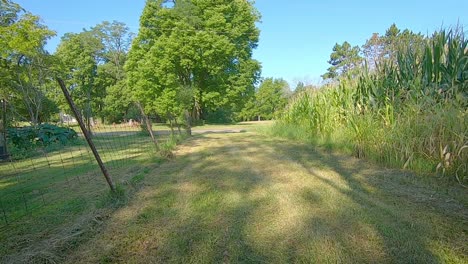 Rear-POV-while-driving-small-off-road-vehicle-along-well-groomed-grass-path-near-a-corn-field-and-fence-line