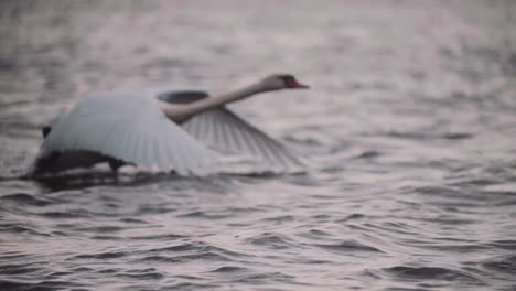 Elegante-Cisne-Mudo-Comienza-A-Caminar-Sobre-El-Agua,-Despega-Y-Se-Va-Volando