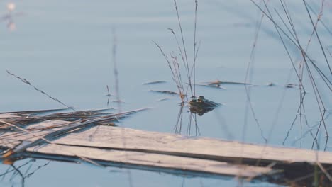 Common-Frog-In-The-Swamp-River-water-between-reeds