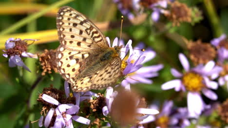 Una-Mariposa-Fritillary-Mormona-Recolecta-Néctar-En-Una-Flor
