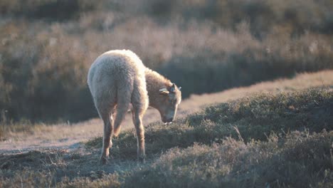 Rückblick-Auf-Einzelne-Schafe,-Die-Gras-In-Der-Sommerlandschaft-Fressen,-Statisch,-Goldene-Stunde