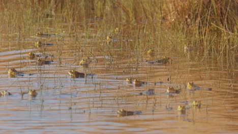 Army-of-frogs-hop-around-in-reedy-pond,-medium-shot