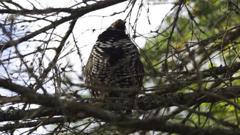 Wild-Spruce-Grouse-Perched-On-A-Tree-Branch-In-Boreal-Forest
