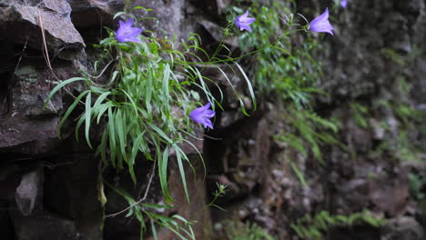 Schöne-Lila-Blumen,-Die-Auf-Einer-Felswand-Wachsen