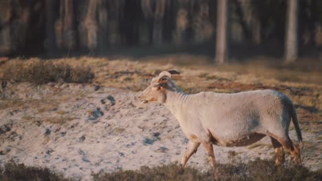 Goat-moving-through-field-in-search-of-food,-slow-motion-long-shot