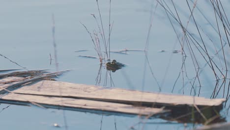 Single-common-frog-head-above-water-swims-on-calm-pond,-handheld,-day