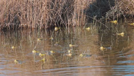 Frogs-splashing-around-on-water-surface-in-river,-blowing-cheeks-behavior