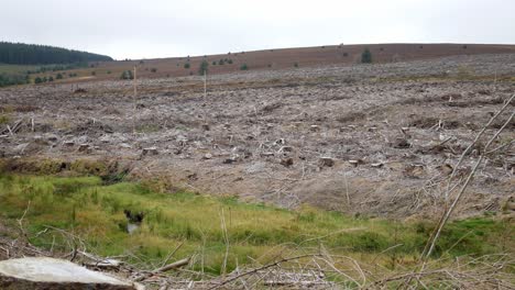 Deforestación-Bosque-Desierto-Destruido-Tala-Industria-Maderera-Dolly-Izquierda