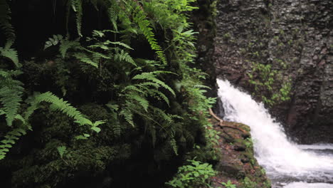 Camera-Move-On-Small-Waterfall-With-Cliff-Ferns