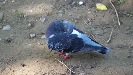 Close-up-one-wild-pigeon-cleans-feathers-on-the-soil-ground