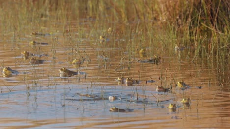 swamp-pond-full-of-frogs-in-stagnant-water-in-mating-season