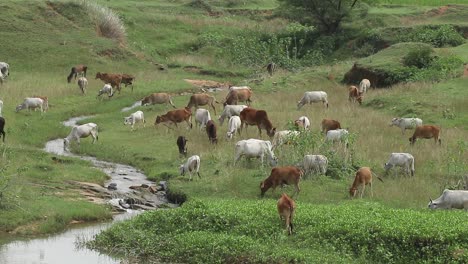 Cows-grazing-in-the-fields-near-Giridih-in-Jharkhand,-India-on-27-September,-2020
