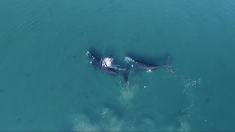 Southern-Right-Whales-Spotted-Playing-On-The-Turquoise-Blue-Waters-Of-Patagonian-Sea-On-A-Sunny-Day