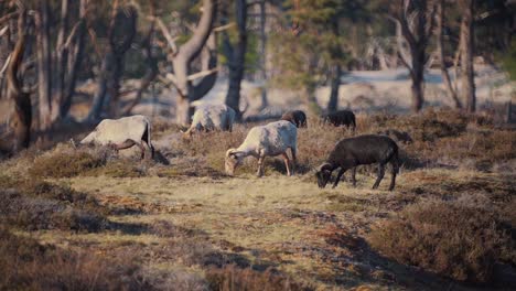 folk-of-wild-goats-grazing-during-autumn-season
