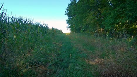 POV-slowly-driving-on-a-grass-covered-lane-between-a-corn-field-and-trees-in-summer-late-afternoon