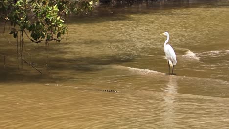 Great-egret-stands-very-close-to-a-crocodile-at-Tarcoles-river-in-Costa-Rica