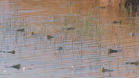 Army-of-frogs-hydrate-in-rippling-reedy-pond,-slow-motion-panning-shot