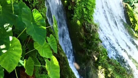 Naturszene-Mit-Wasserfall-Mit-Elefantenohren