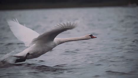 Swan-taking-off-to-fly-over-water-on-a-dark-gloomy-day-in-slow-motion