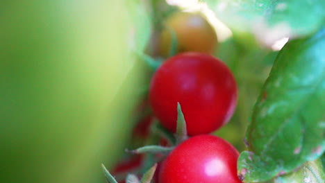 Vista-Aislada-De-Un-Racimo-De-Tomates-Cherry-Madurando-En-El-Arbusto-En-Un-Día-Ventoso