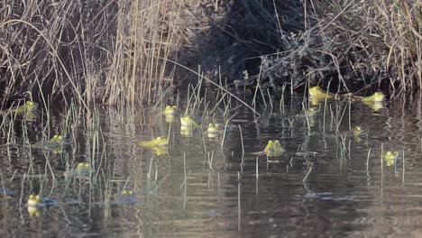 Army-of-frogs-rest-and-rehydrate-in-rippling-pond,-medium-shot