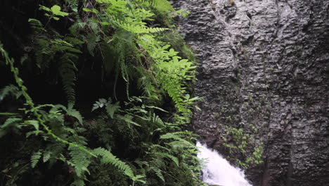 Camera-Move-On-Fern-Covered-Cliff-Wall-With-Waterfall-In-The-Background