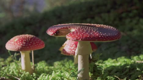Poisonous-mushrooms-standing-on-a-grass-field-in-the-sun