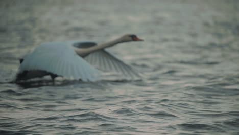 Beautiful-white-mute-swan-takes-off-for-flight-in-lake-at-dusk,-slow-motion,-tracking-shot