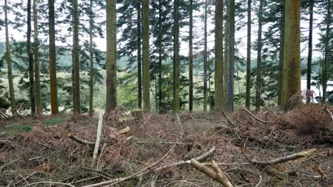 Dense-woodland-forestry-wilderness-logging-deforestation-slow-right-dolly