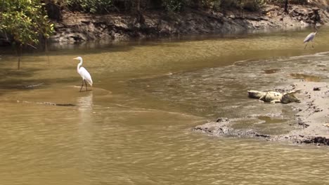 Great-egret-stands-in-between-two-crocodiles-at-Tarcoles-river-in-Costa-Rica