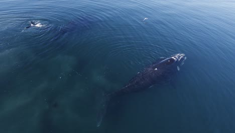 Walbeobachtung---Möwe-Landete-Auf-Dem-Rücken-Eines-Südlichen-Glattwals,-Der-Auf-Der-Oberfläche-Des-Patagonischen-Meeres-In-Argentinien-Ruhte