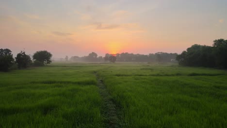 AERIAL:-a-drone-flying-low-over-a-trail-in-the-middle-of-a-rice-field-at-dawn