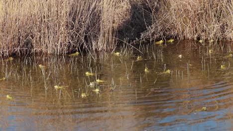 Army-of-camouflaged-frogs-rest-in-reedy-pond,-medium-shot