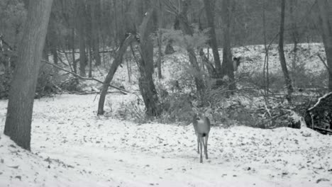 Whitetail-deer-buck-with-antlers-walking-on-a-snow-covered-game-trail-in-the-woods