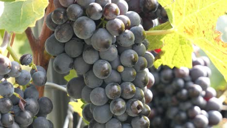 Close-up-of-a-Group-of-Ripe-Red-Wine-Grapes-on-a-Grapevine-in-Summer-Ready-to-Harvest---Baden-Wuerttemberg,-Germany