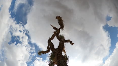 Silhouette-Eines-Joshua-Tree-Mit-Dramatischen-Wolken,-Die-Sich-In-Diesem-Jenseitigen-Zeitraffer-Im-Hintergrund-Bilden-Und-Auflösen