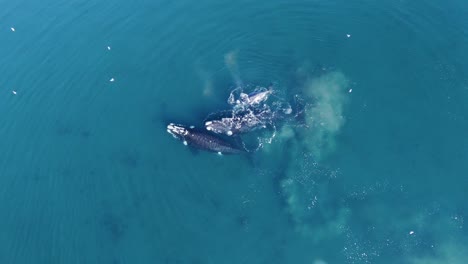 Südliche-Glattwale,-Die-Im-Patagonischen-Meer-Planschen---Zeitlupe