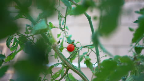 One-tiny-cherry-tomato-is-ripe-on-the-bush---focus-pull-to-green-tomatoes-ripening
