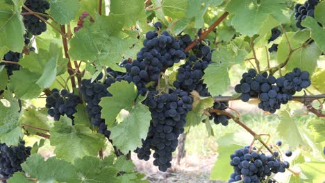 Group-of-Red-Wine-Grapes-on-a-Grapevine-Ready-to-Harvest-in-Summer---Baden-Wuerttemberg,-Germany
