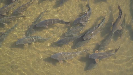 Der-Bestand-An-Großen-Grauen-Karpfenfischen,-Die-Sich-An-Einem-Sonnigen-Tag-In-Sehr-Seichtem-Wasser-Bewegen