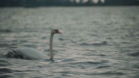 Scenic-view-of-majestic-white-swan-taking-off-from-water,-closeup-tracking,-dusk